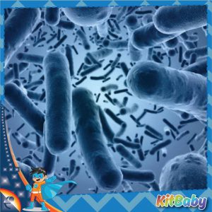 Lợi khuẩn Bacillus clausii